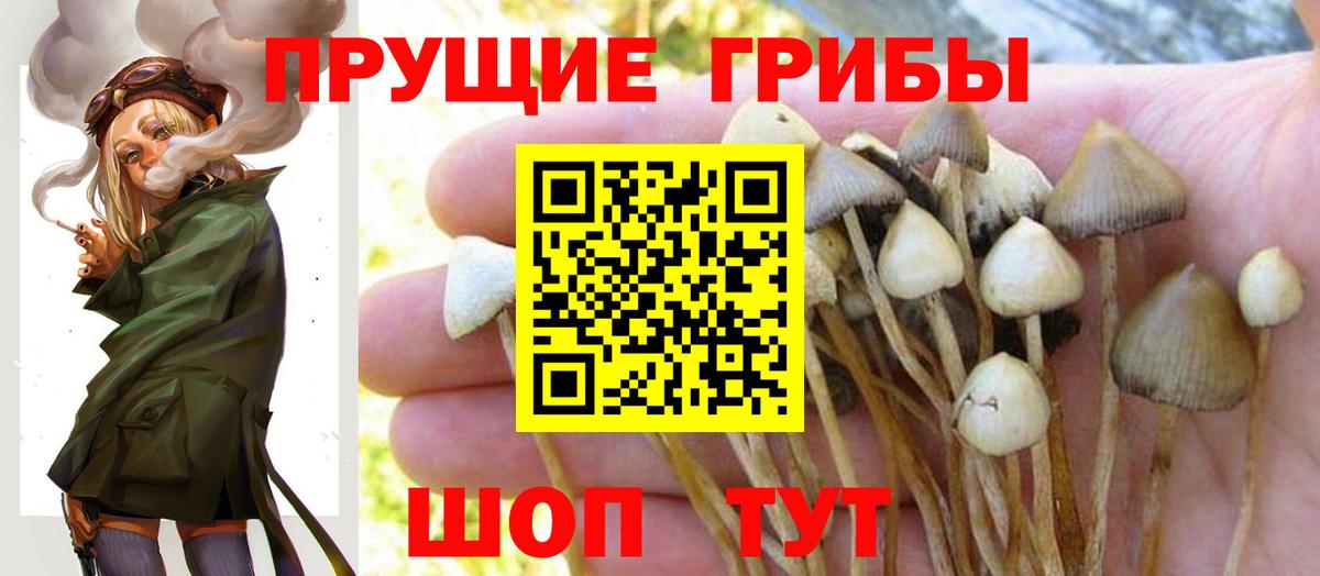 Псилоцибиновые грибы Cubensis Борисоглебск
